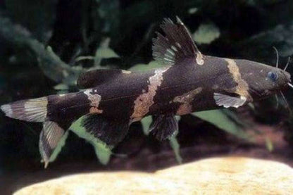 Asian Bumblebee Catfish (Pseudomystus siamensis)