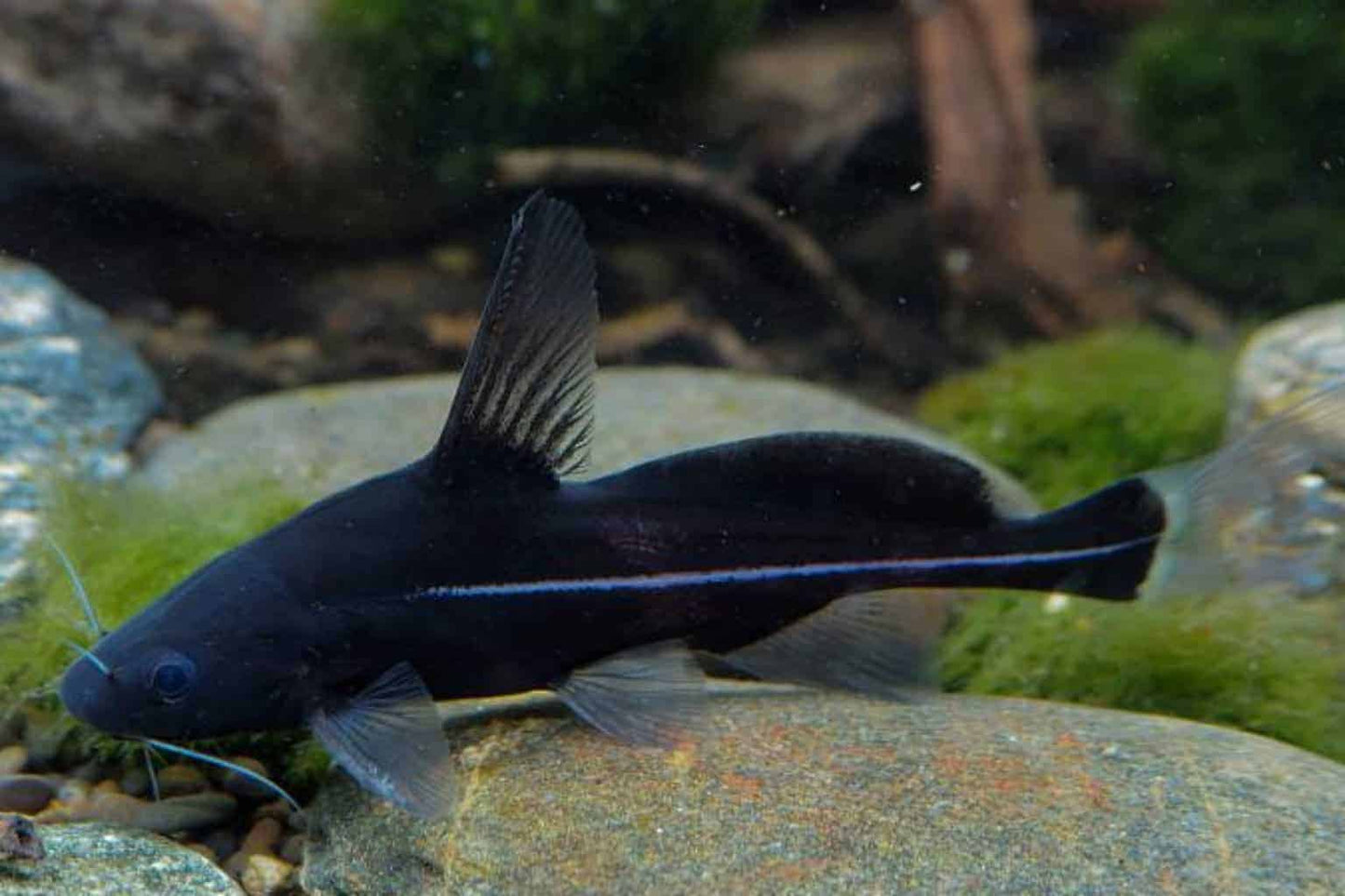 Black lancer catfish (Bagrichthys Macracanthus) *WILD*