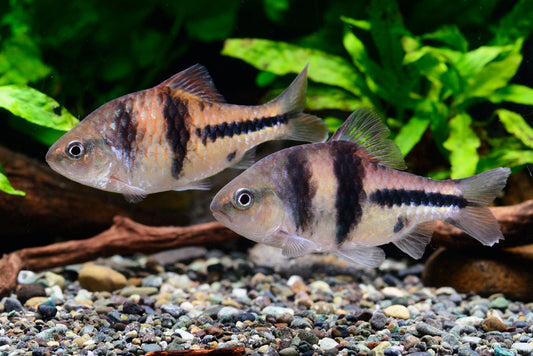 Spanner Barb (Barbodes lateristriga) * WILD *
