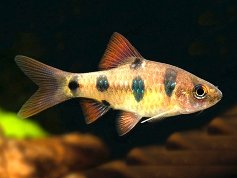 Clown Barb (Barbodes Everetti)  *WILD*
