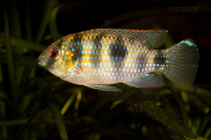 African Butterfly Cichlid (Anomalochromis thomasi)
