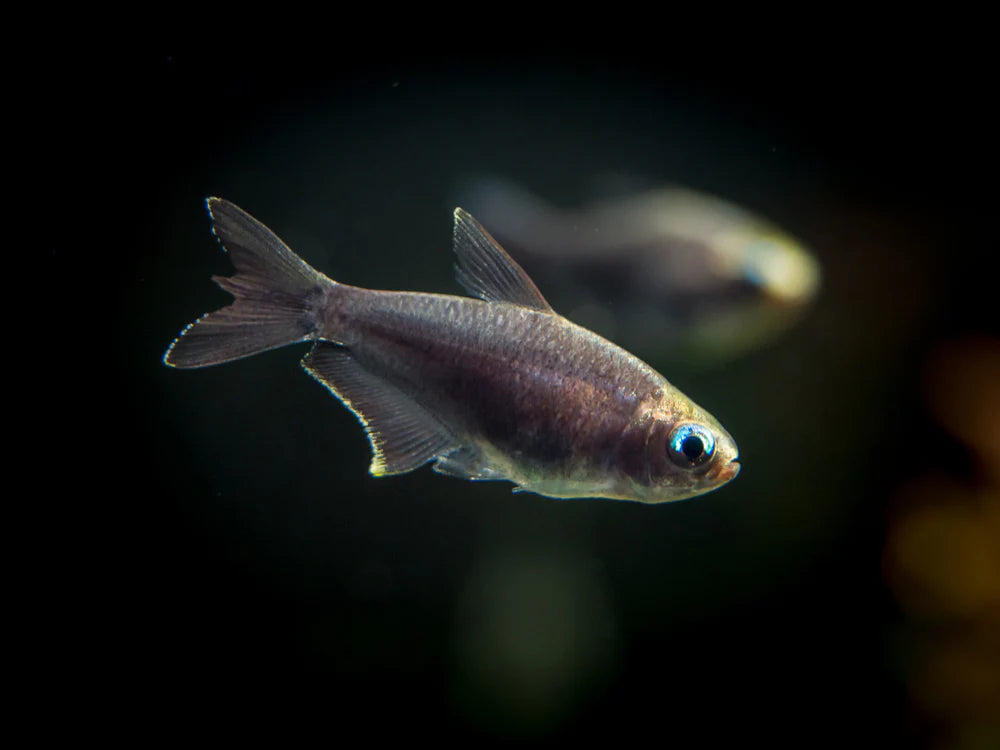 Emperor Tetras (Nematobrycon palmeri)