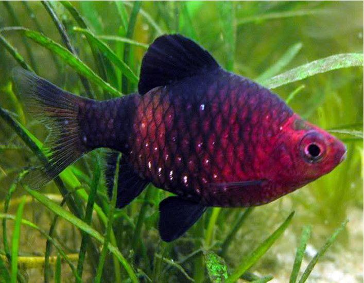 Black Ruby Barb – Wildboar Fishroom