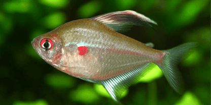 Bleeding heart tetra (Hyphessobrycon erythrostigma)