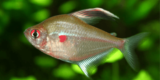 Bleeding heart tetra (Hyphessobrycon erythrostigma)