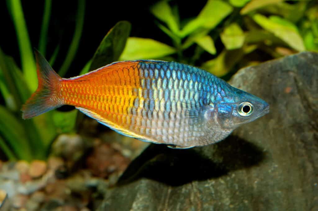 Boeseman's rainbowfish (Melanotaenia boesemani)