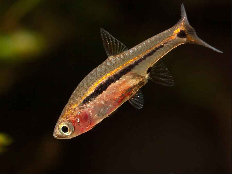 Least Rasbora (Boraras urophthalmoides) * WILD *