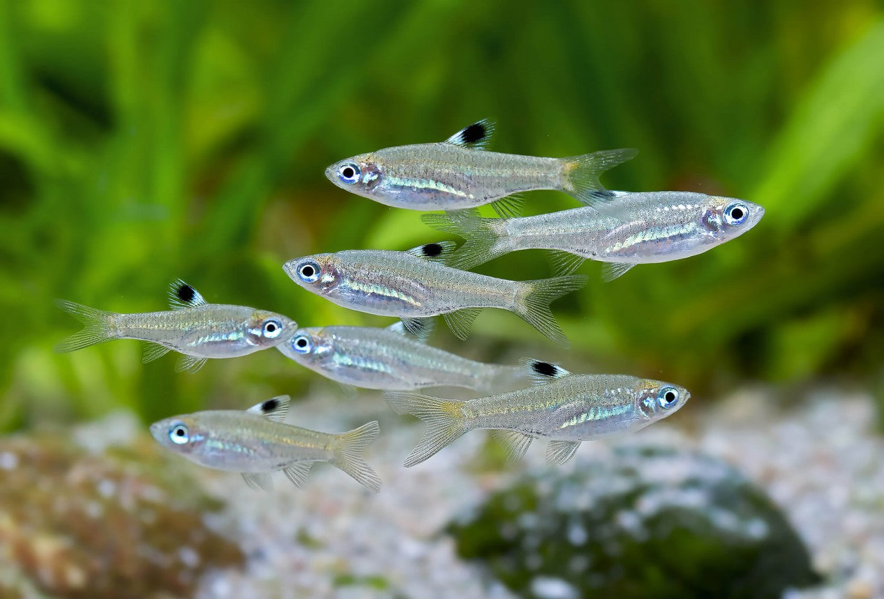 Eyespot Rasbora (Brevibora dorsiocellata)  * WILD *