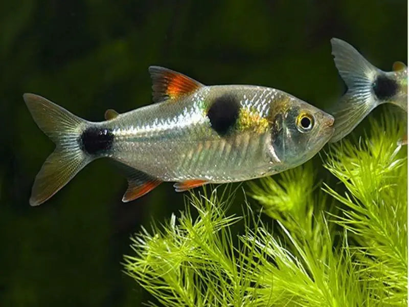 Bucktooth tetra (Exodon Paradoxus)