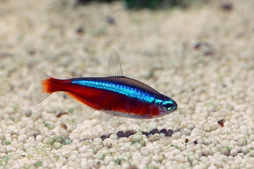 Cardinal Tetra (Paracheirodon axelrodi))