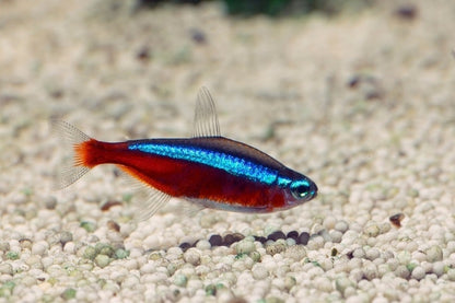 Cardinal Tetra (Paracheirodon axelrodi))