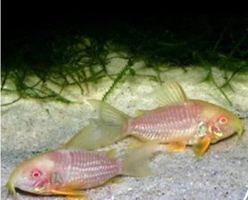Corydoras Albino Sterbai