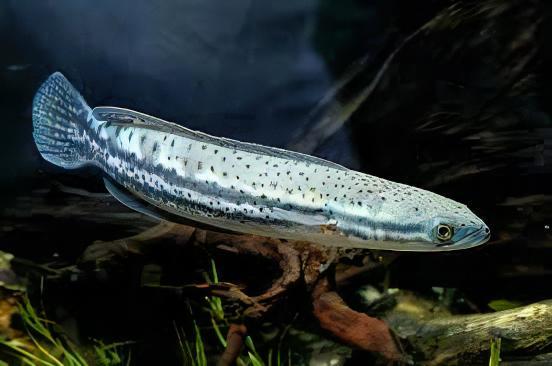 Channa Diplogramma *WILD*