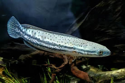 Channa Diplogramma *WILD*