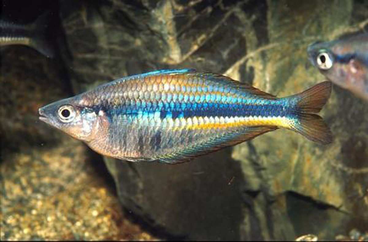 Wapoga Rainbowfish (Chilatherina alleni)