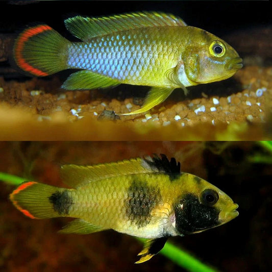 Apistogramma nijsseni