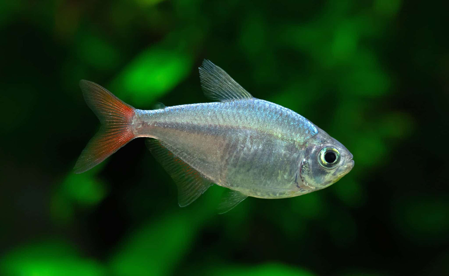 Colombian tetra (Hyphessobrycon columbianus)