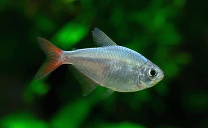 Colombian tetra (Hyphessobrycon columbianus)