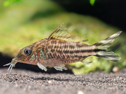 Corydoras robineae