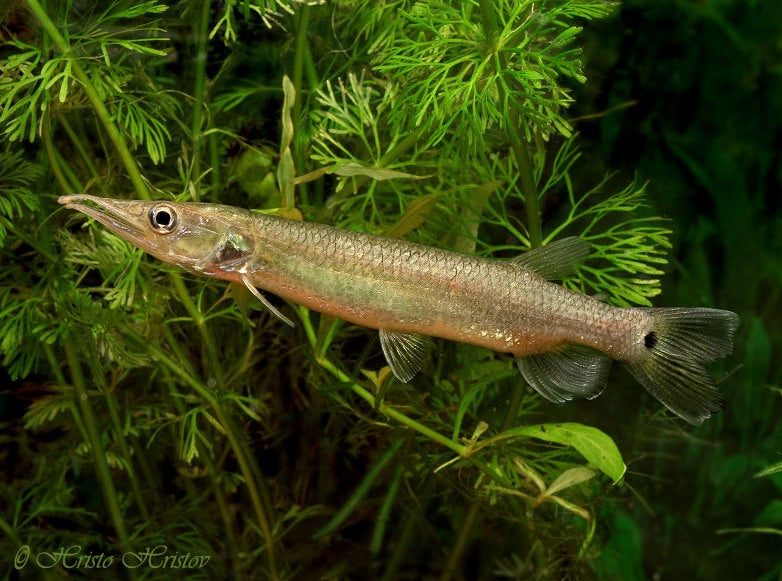 Rocket Gar (Ctenolucius hujeta)