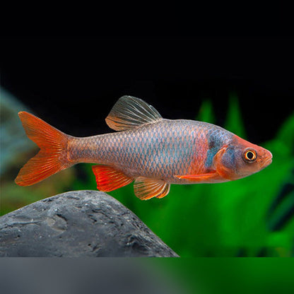 Red Shiner (Cyprinella lutrensis)
