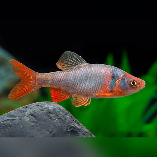 Red Shiner (Cyprinella lutrensis)