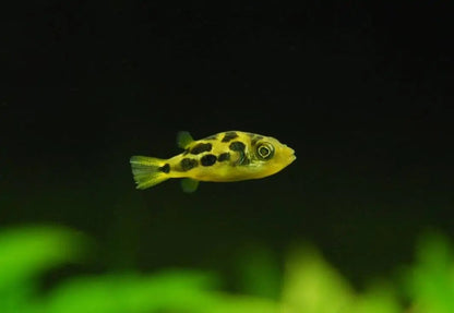 Pea Puffer (Carinotetraodon travancoricus) * WILD *