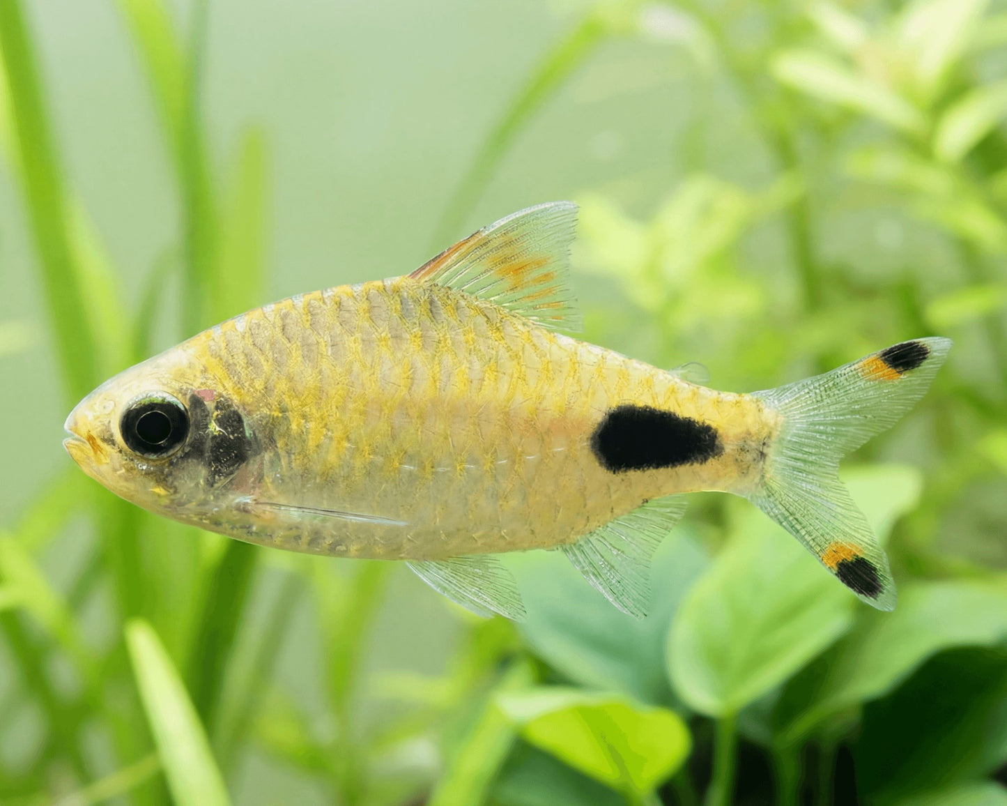 Apsara Barb (Dawkinsia apsara) * WILD *