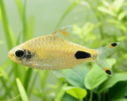 Apsara Barb (Dawkinsia apsara) * WILD *