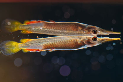 wrestling halfbeak (Dermogenys pusilla) *WILD*