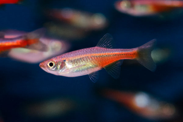 Fireline Danio (Devario Sondhii) *WILD*