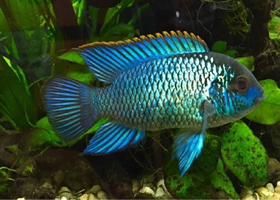 Blue Acara (Andinoacara pulcher)