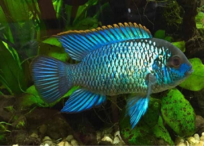 Blue Acara (Andinoacara pulcher)