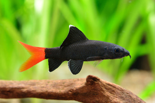 Red Tailed Black Shark (Epalzeorhynchos bicolor)