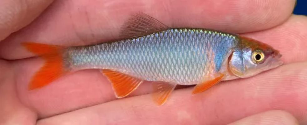 Red Shiner (Cyprinella lutrensis)