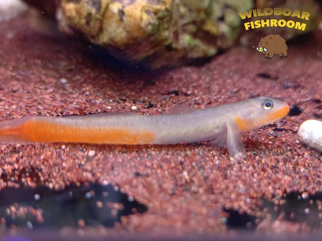 Ruby Red Goby RED LIPSTICK GOBY (Sicyopus Rubicundus) β Wildboar Fishroom