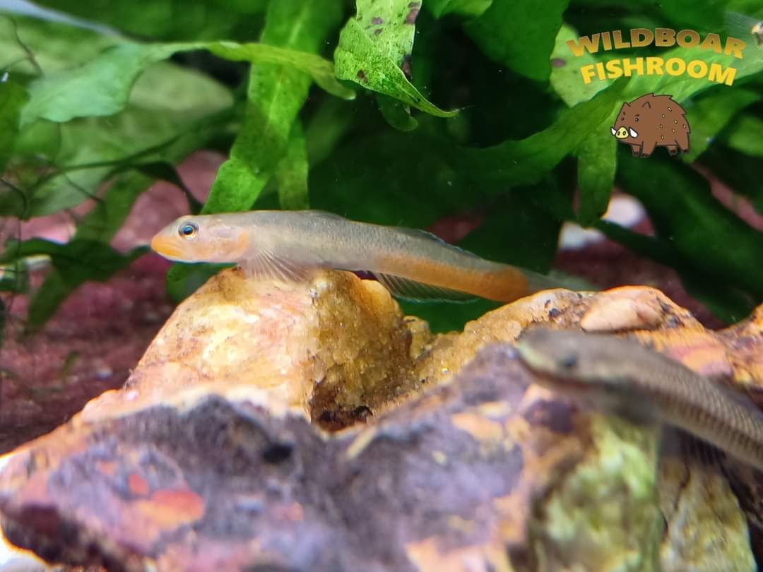 RED LIPSTICK GOBY (Sicyopus Rubicundus)