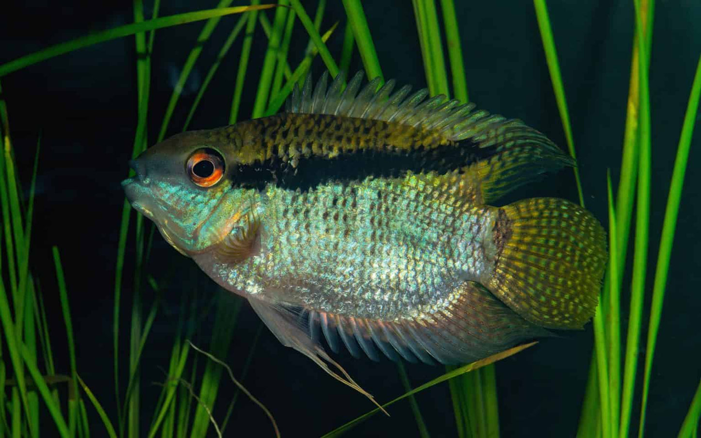 Flag cichlid (Mesonauta festivus)