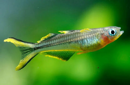 Forktail Rainbow (Pseudomugil furcatus)