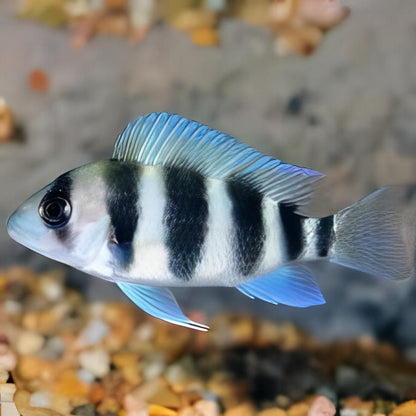 Cyphotilapia frontosa