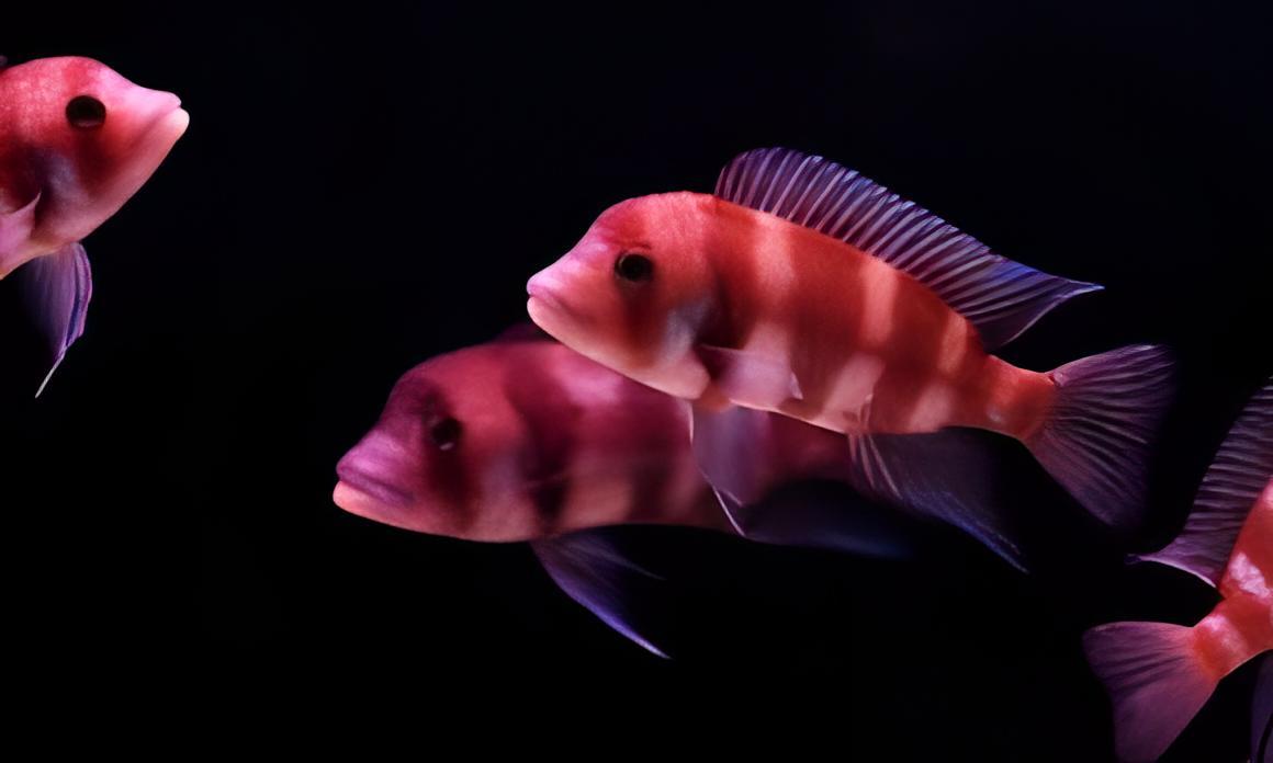 Red Frontosa