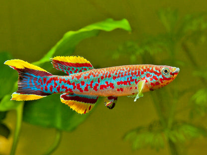 steel blue killifish x 2 (Male) and Prodac Tropical fish flake 50g x 1