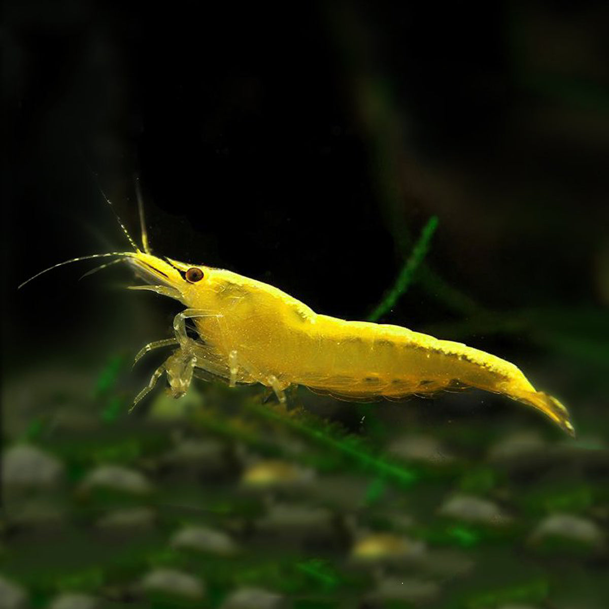 Golden back shrimp