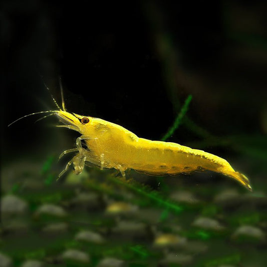 Golden back shrimp