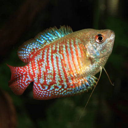 Dwarf Gourami (Trichogaster lalius)