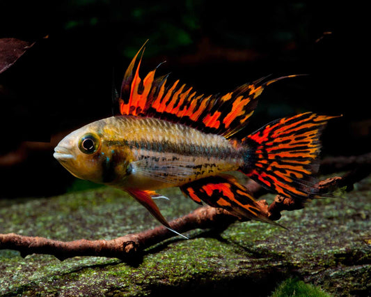 Apistogramma super red cacatuoides pair
