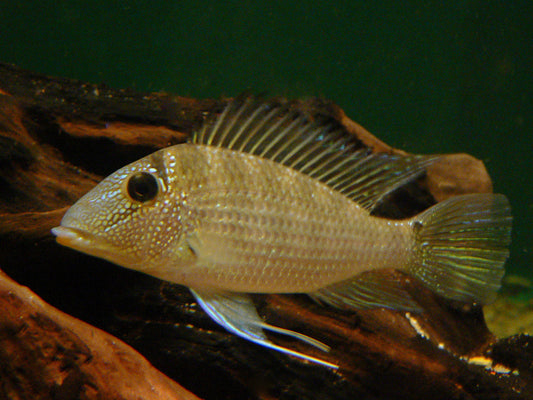 Whitespot Eartheater (Satanoperca leucosticta)