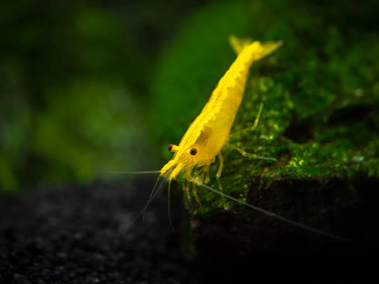 Golden back shrimp