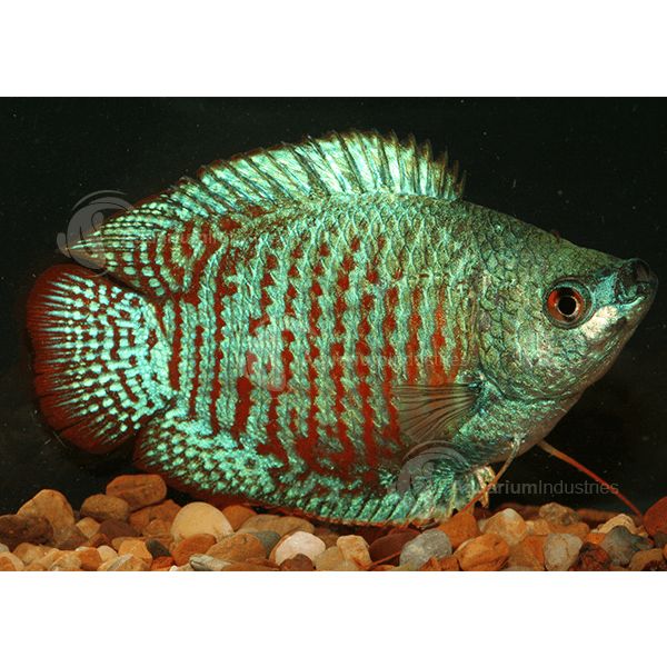 Green Neon Dwarf Gourami (Trichogaster lalius)