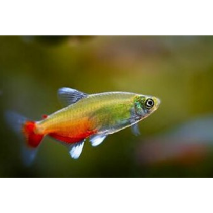 Green Fire Tetra (Aphyocharax rathbuni)